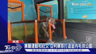 美業者大推寵物健身房 有30分鐘訂製課程外加冷氣吹!TVBS新聞 @TVBSNEWS01