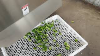 Bell Pepper cutting cube