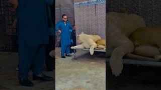 Sher Sa Panga Not......💯🎉🎉😱😱💯 #lion #animals #ytshorts mian saqib #petlover#tiger#trendingshorts