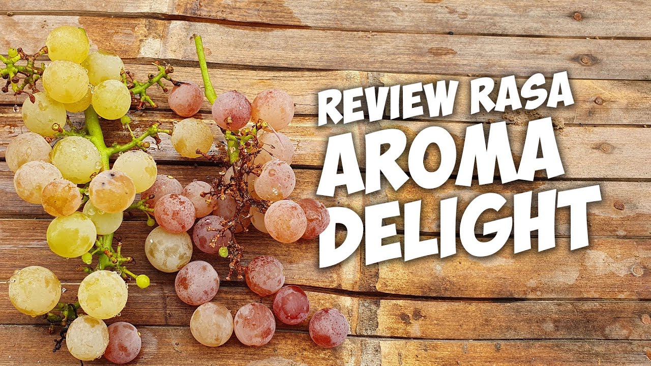 Review Rasa Anggur Aroma Delight Aroma Delight table grape Taste Review - Taman in The Dak