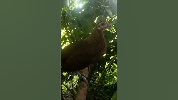 ไก่แม่ร้อง💕💕💕💕