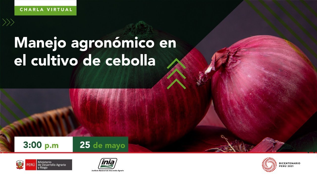 Manejo agronómico en el cultivo de cebolla