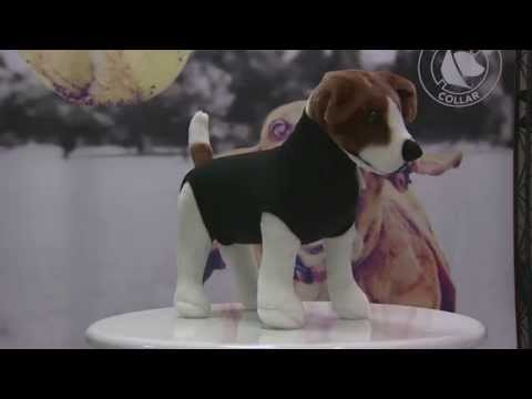 dog onesie instead of cone