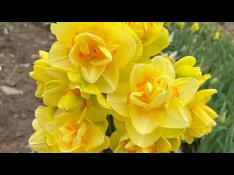 قراءة للشيخ ابراهيم الاخضر من سورة الاسراء الآيات 50 98