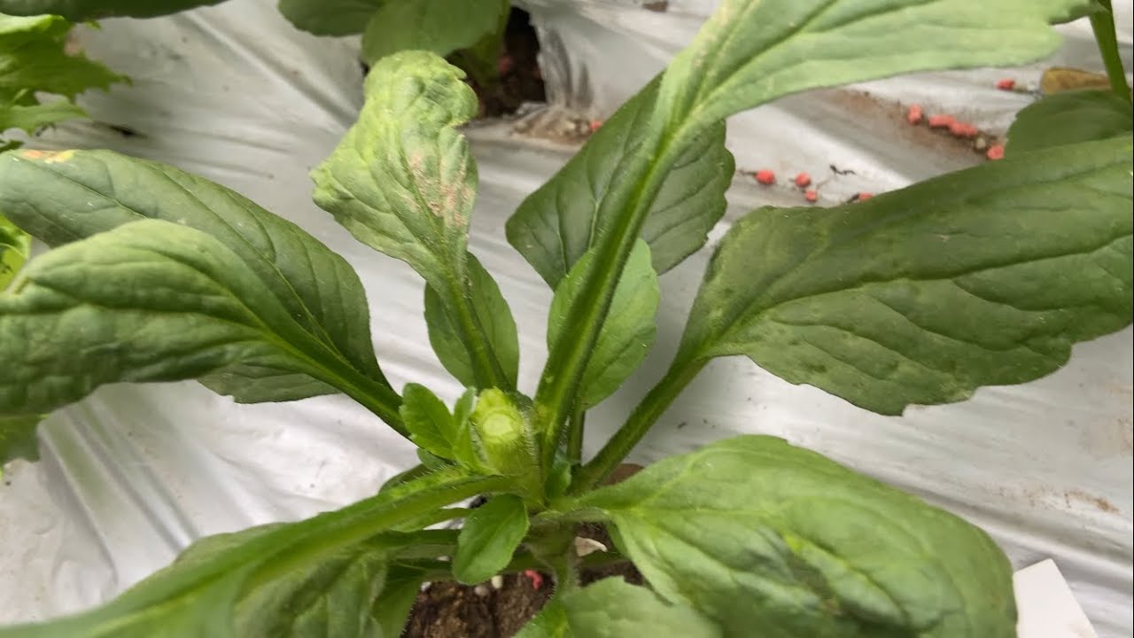 アスター、トルコキキョウの摘心をしましょう。2024.05.23