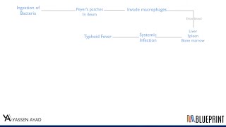 Brucellosis/Typhodial fever(salmonella)