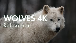 4K Wolves with Flute Relaxation Music for Stress Relief