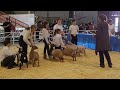 ADGA DAIRY GOAT SHOW AT THE AZ STATE FAIR