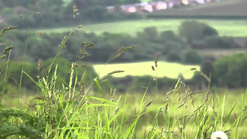 Rustling grass YouTube