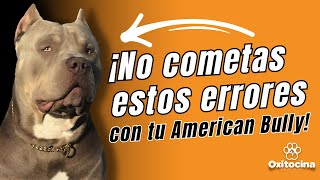 AMERICAN BULLY : 7 Cosas que NO LE GUSTAN  que Debes Evitar para su Bienestar.