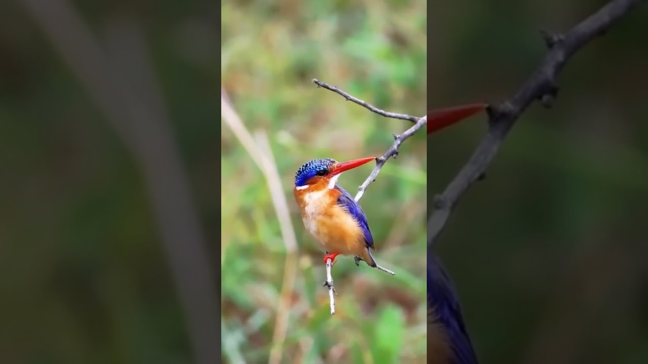 The River Kingfisher