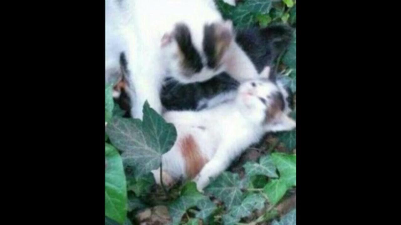 Мем адыхай с котом