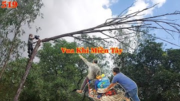 Vua Khỉ Miền Tây cưa hạ cây Bạch Đàn chết khô và ... nghe tiếng động lớn . Cutting eucalyptus tree.