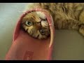 Talented cats - Funny cat, animal Compilation 2017