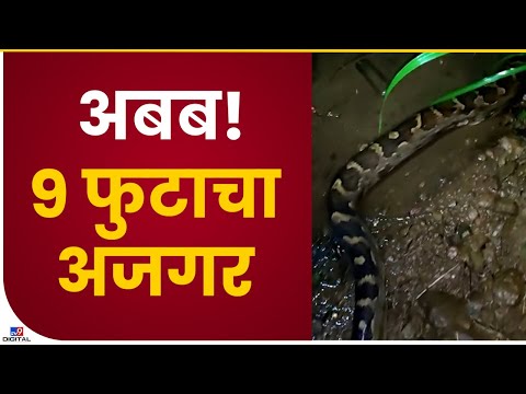 Raigad 9 Foot Python | दासगावमध्ये आढळला 9 फूट लांबीचा अजगर, पहा व्हिडीओ