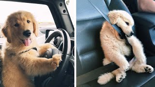 Made Your Day with These Funny and Cute Golden Retriever Puppies - Cutest Golden Retriever