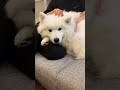 ママに撫でられてリラックスしているサモエドのグラン #犬 #samoyed #大型犬 #サモエド #サモエドスマイル #かわいい犬 #dog #pet #もふもふ