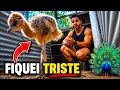 Um dia Triste na criação | Atualizando Galinhas índio Bico curto | Aves Recriar