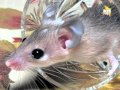ЖИВОЙ УГОЛОК: Игольчатые мыши Акомисы