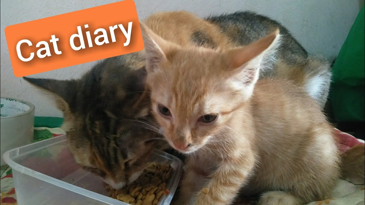 Mother cat and little garfield diary eating cat food