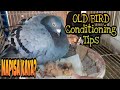 2006 & 2007 Racing Pigeon Pair /Reconditioning Tips /  2nd Clutch Update