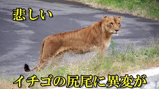 悲しいイチゴの尻尾に異変が・・・　〜 Lion (ライオン)〜　 多摩動物公園