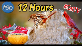 12 Hour Bird Watching Paradise: 😻 Uninterrupted Footage of Colorful Birds for Pet Entertainment