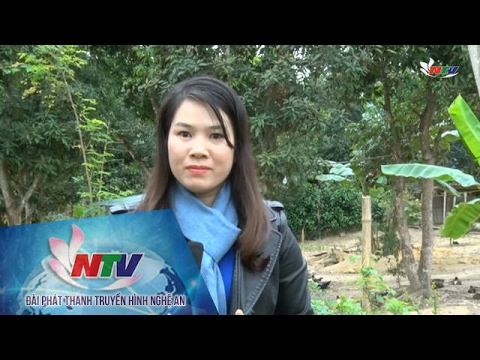 Video Trang địa phương ngày 17/02/2017 - youtube