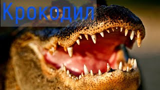 Острый слух и сильные челюсти:  интересные факты о крокодилах