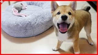 생후 3개월된 아기 시바견 요시에게 마약방석을 선물했는데, 반응이?? [테스터훈]