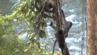 Long- tailed Macaques