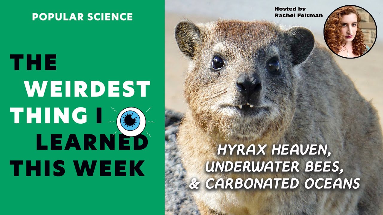 Hyrax Heaven, Underwater Bees, Carbonated Oceans | PopSci's Weirdest Thing S8E9