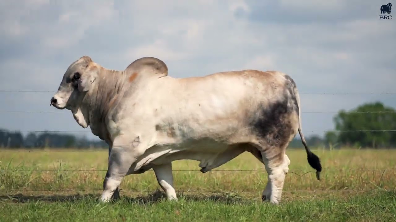 ●BIG BULL maxresdefault.jpg?sqp=-