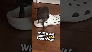 This Dog did WHAT with a Croc?! 😂