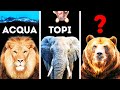 Meraviglie selvagge: Alla scoperta del lato sorprendente ed eccentrico di animali e piante