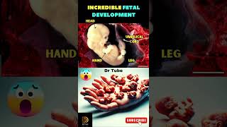 Incredible fetal development  Fetus | Baby in the womb  #shortsfeed #pregnancy #baby #fertility