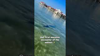 Is manatee season already starting? #manatee #clearwater #vacationvibes