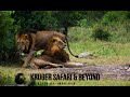 Gomondwane tank with his brother blondie gomondwane male lion coalition kruger national park