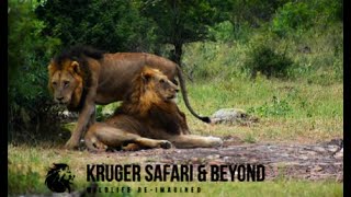 Gomondwane TANK, With His Brother, Blondie. Gomondwane Male Lion Coalition! Kruger National Park!