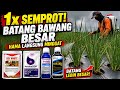 Sekali Semprot, Batang Besar + Hama Minggat!