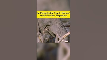 🐘 The Elephant’s Trunk: Nature’s Ultimate Multitool! 🐘