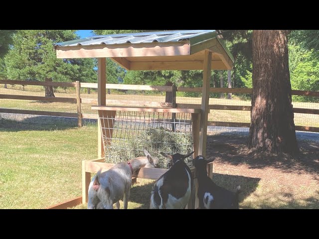 Nigerian Dwarf Goat No Waste Hay Feeder class=