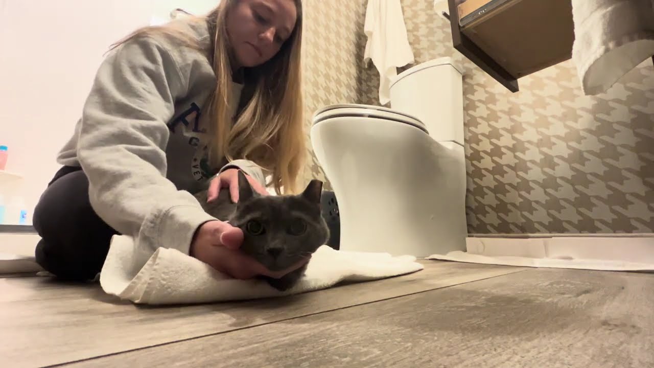 Restraining a scared cat for socialization- Part 2