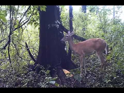 does-a-deer-fart-in-the-woods?