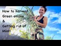 How to harvest Green Onions & Getting rid of Mint! #homegarden #desertgarden #growyourownfood