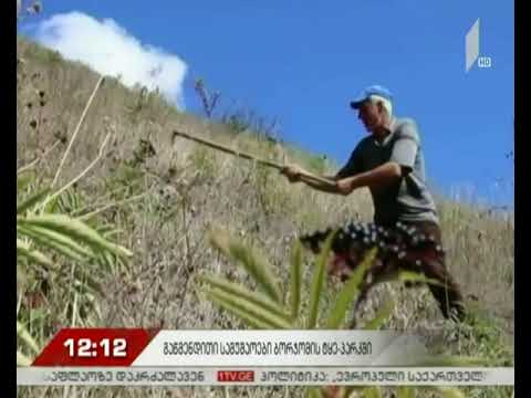 ტყის მასივის გაწმენდითი სამუშაოები სოფელ დაბაში