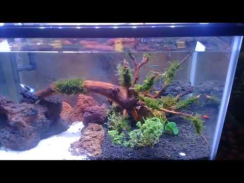 membuat-aquascape-untuk-pemula-dengan-modal-350-ribuan