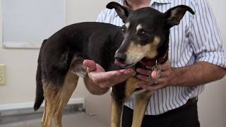 Canine Physiotherapy - how to do physiotherapy for your pet at home.