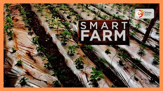 Download Lagu Smart Farm : Kiambu farmers fuse greenhouses and mulching to boost yields MP3 Download Lagu Smart Farm : Kiambu farmers fuse greenhouses and mulching to boost yields MP3