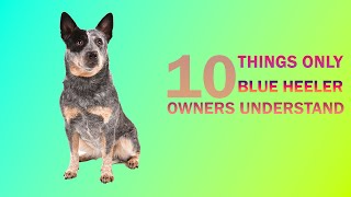 10 Things only Blue Heeler Dog Owners Understand